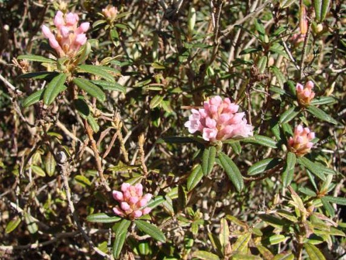 Rhododendron trichostomum