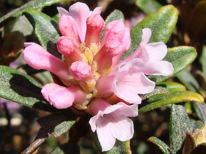 Rhododendron trichostomum