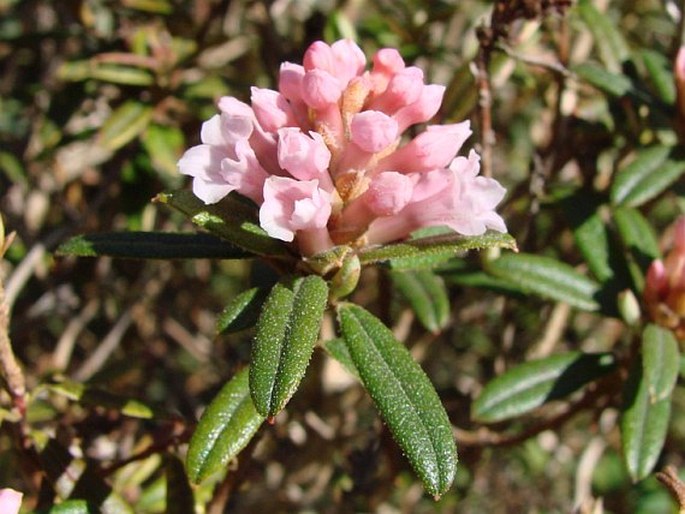 Rhododendron trichostomum