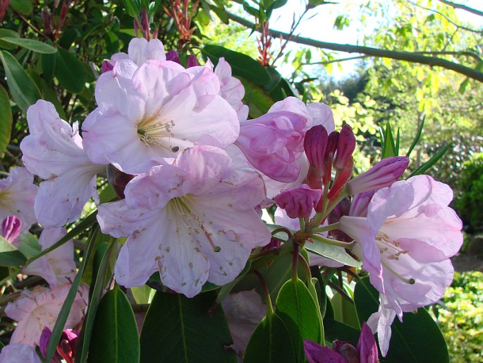 RHODODENDRON FORTUNEI Lindl. – pěnišník Fortuneův / rododendron