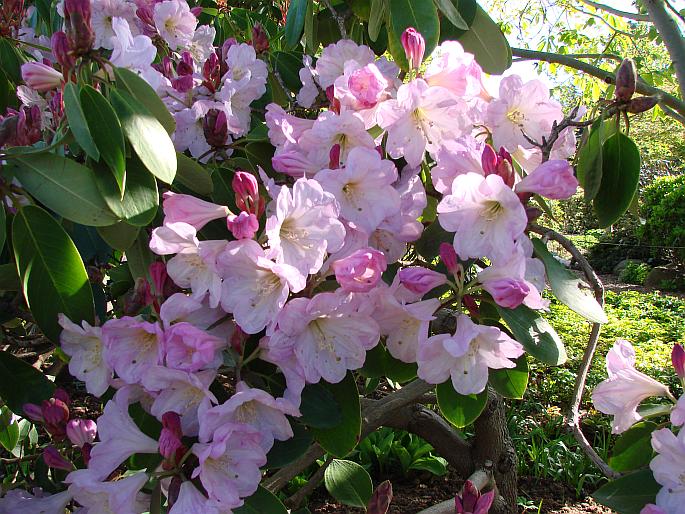 Rhododendron fortunei