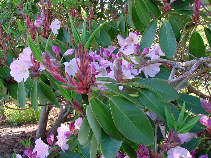 Rhododendron fortunei