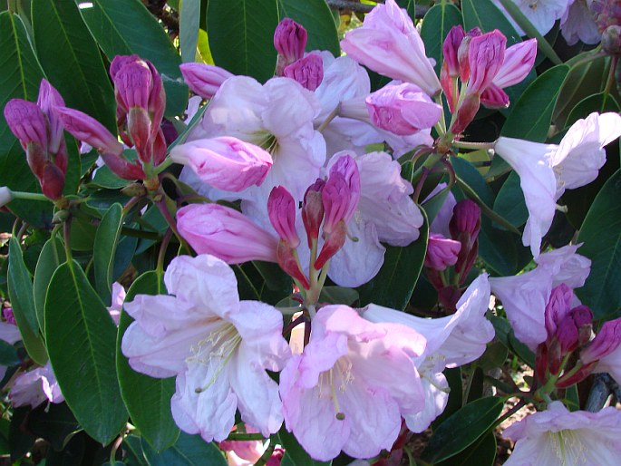 Rhododendron fortunei