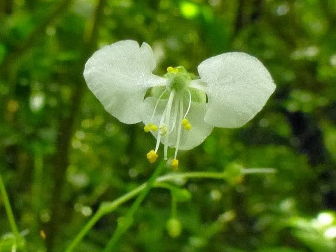 Rhopalephora scaberrima