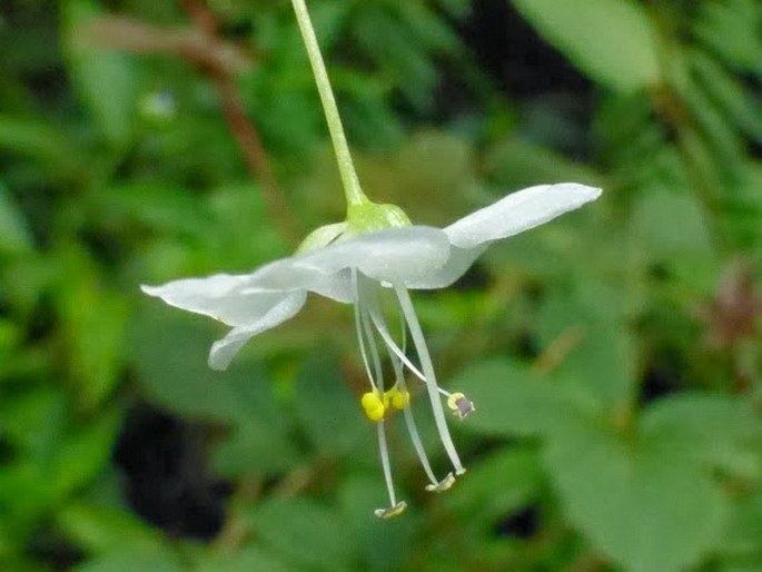 Rhopalephora scaberrima