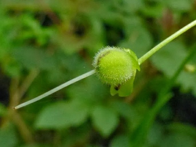 Rhopalephora scaberrima