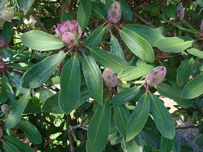 Rhododendron planetum