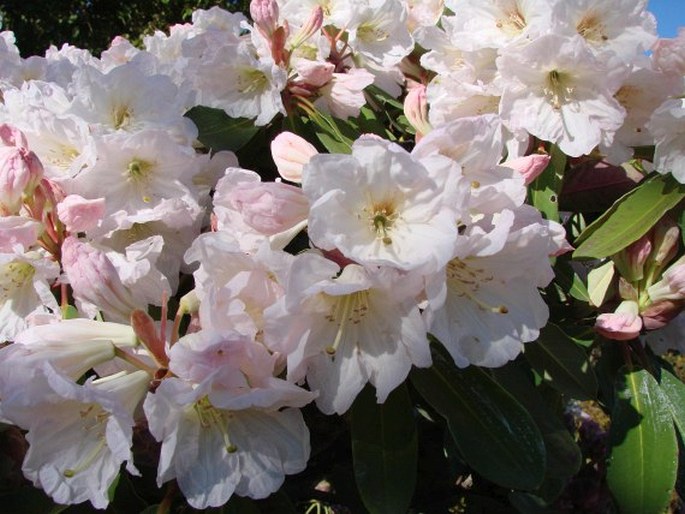 Rhododendron planetum