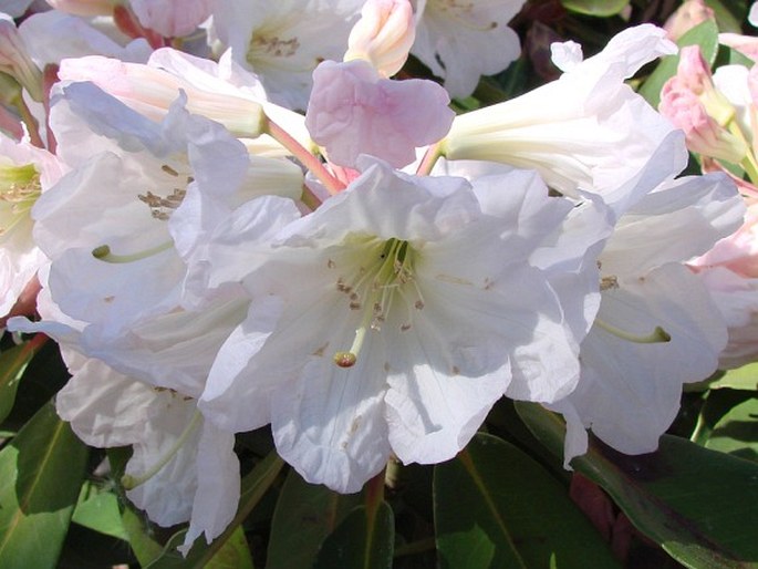 Rhododendron planetum