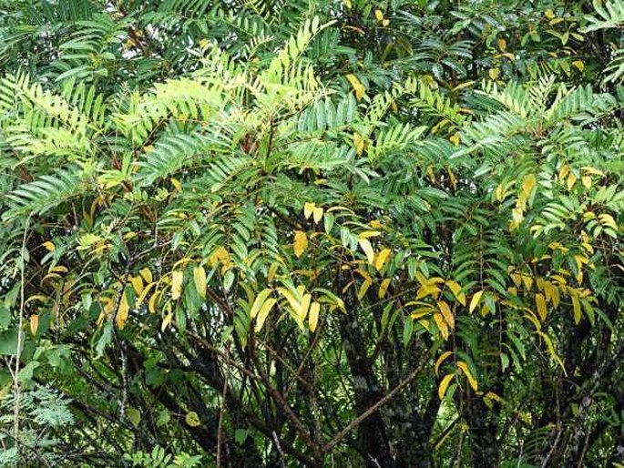 Rhus taitensis