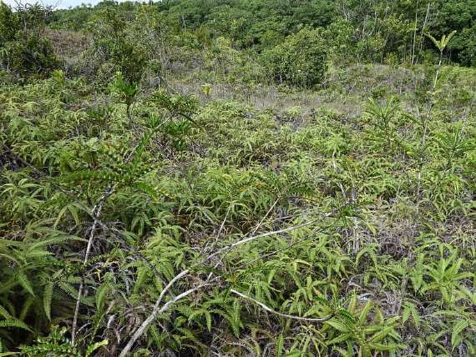 Rhus taitensis