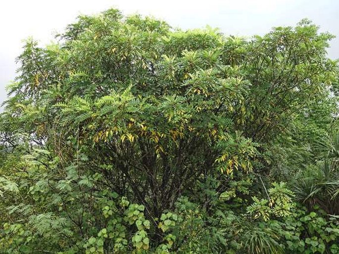 Rhus taitensis