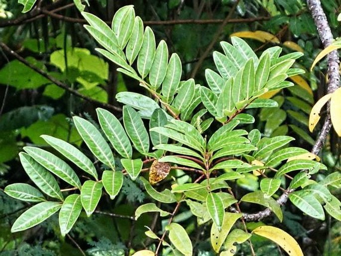 Rhus taitensis