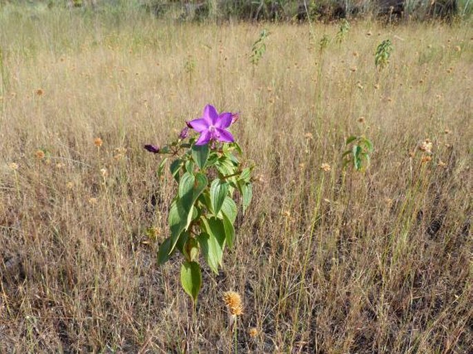 Rhynchanthera grandiflora