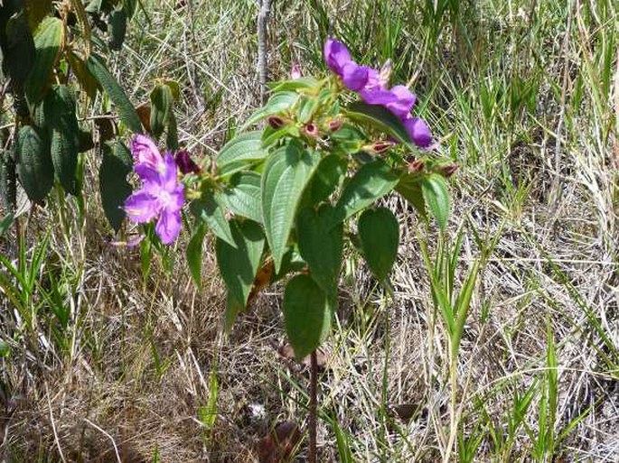 Rhynchanthera grandiflora