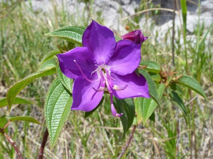 Rhynchanthera grandiflora