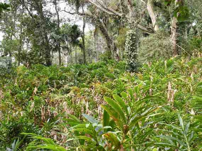 Rhynchoglossum notonianum