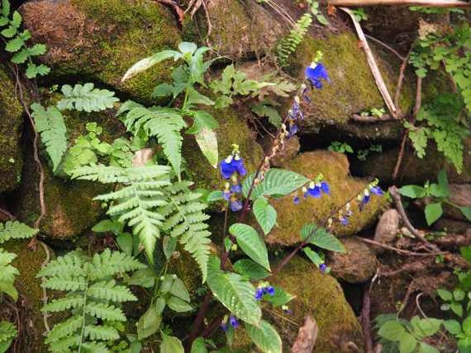 Rhynchoglossum notonianum