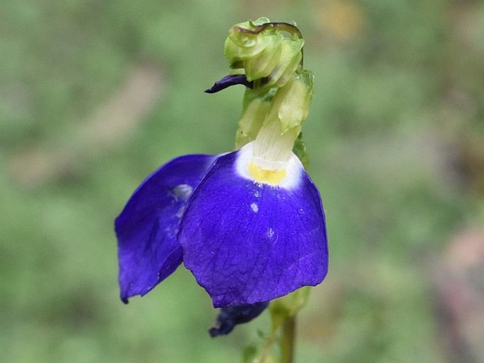 Rhynchoglossum notonianum