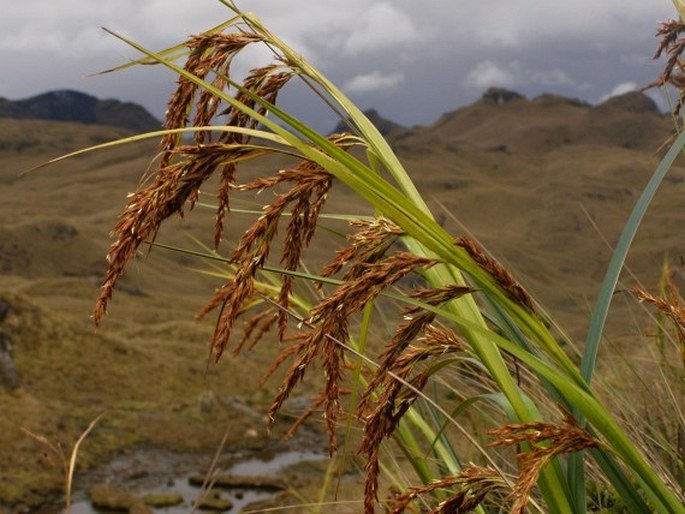 Rhynchospora ruiziana