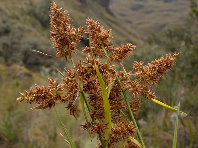 Rhynchospora ruiziana