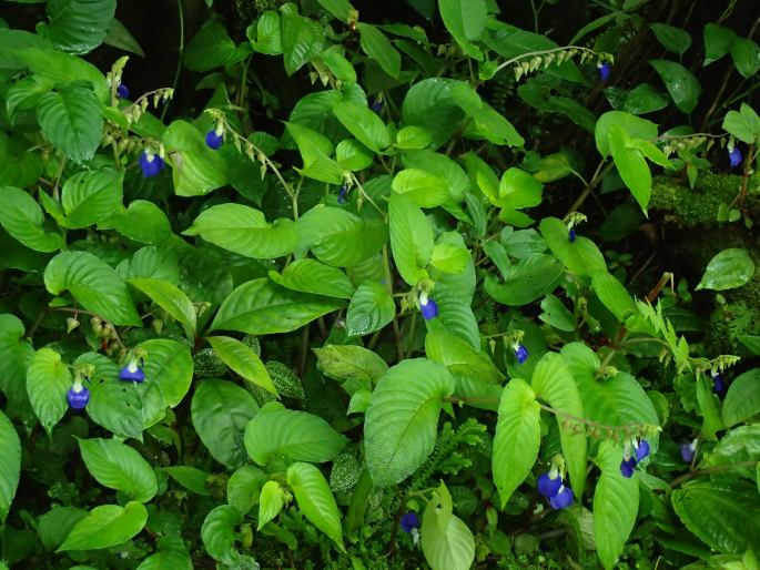 Rhynchoglossum gardneri