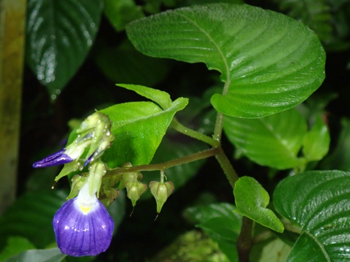 Rhynchoglossum gardneri