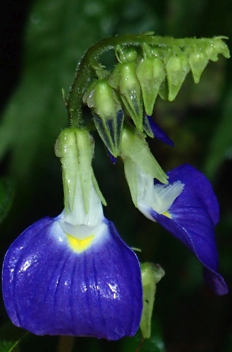 Rhynchoglossum gardneri