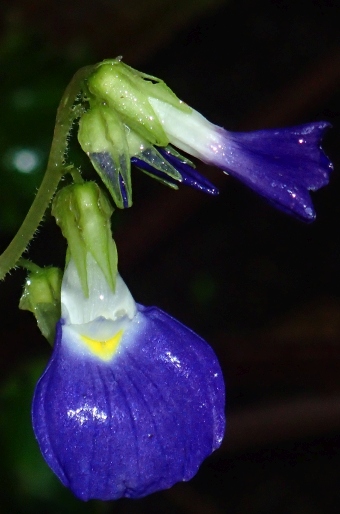 Rhynchoglossum gardneri