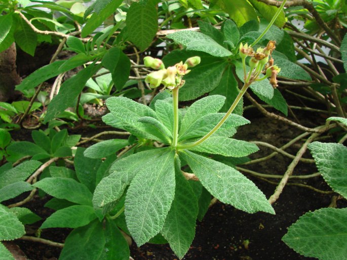 Rhytidophyllum exsertum