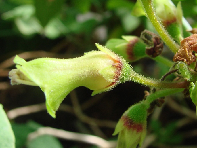 Rhytidophyllum exsertum