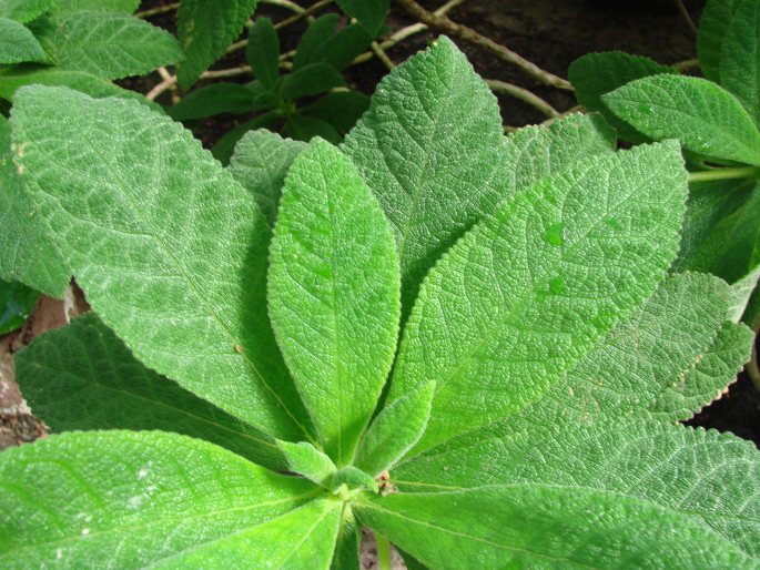 Rhytidophyllum exsertum