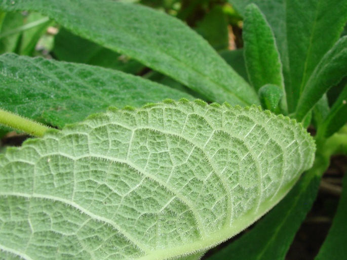 Rhytidophyllum exsertum