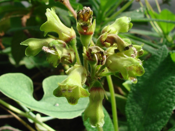 Rhytidophyllum exsertum