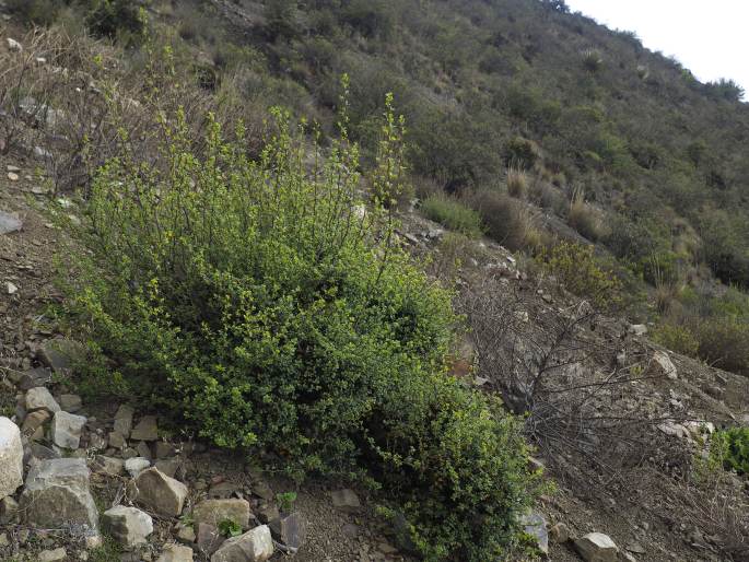 Ribes cuneifolium