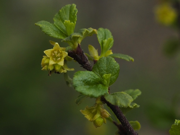 Ribes cuneifolium