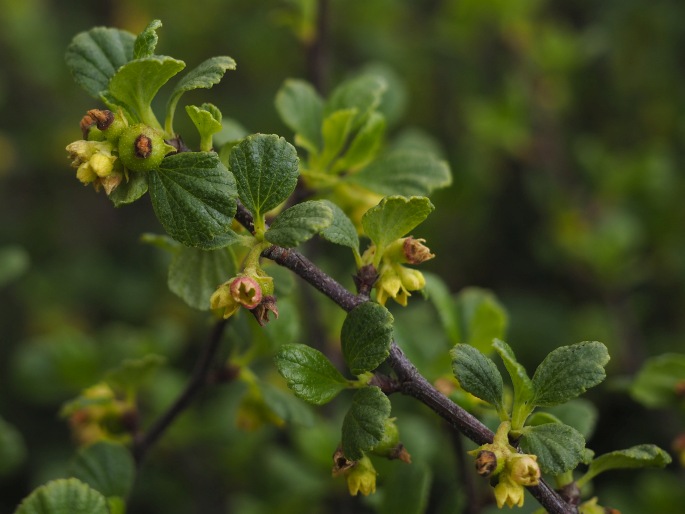 Ribes cuneifolium