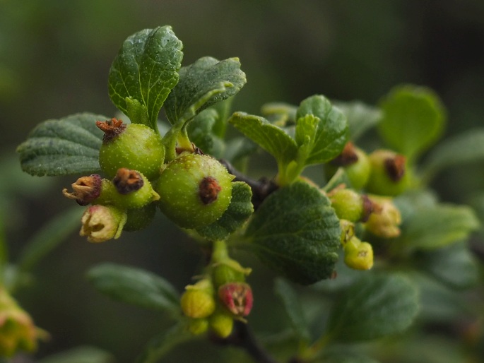 Ribes cuneifolium