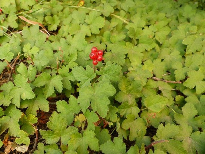 RIBES ERYTHROCARPUM Coville et Leiberg – rybíz / ríbezľa