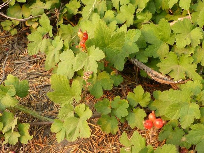 Ribes erythrocarpum