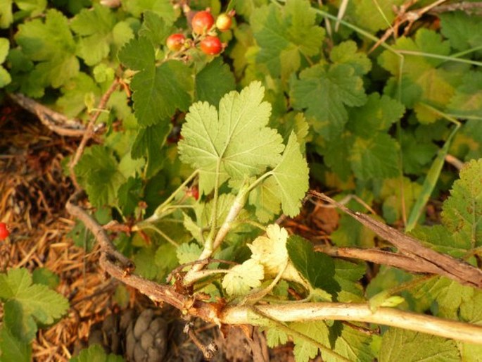 Ribes erythrocarpum