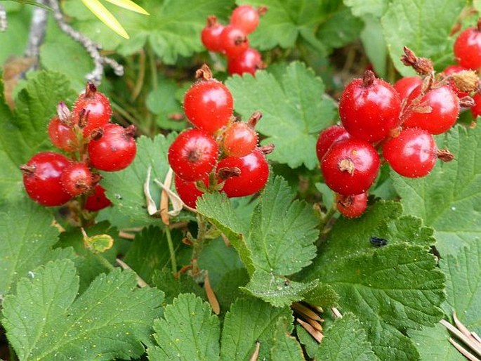 Ribes erythrocarpum