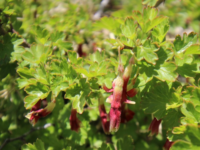 Ribes roezlii