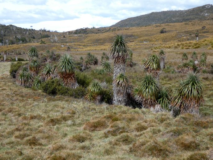 Dracophyllum pandanifolium