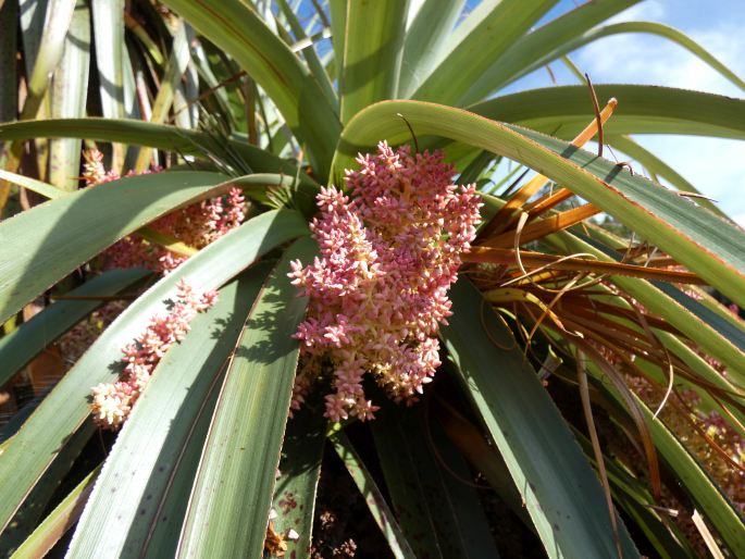 Dracophyllum pandanifolium