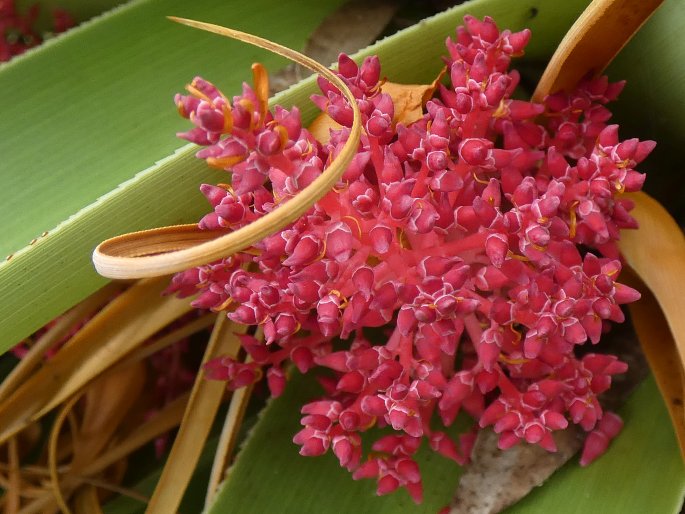 Dracophyllum pandanifolium