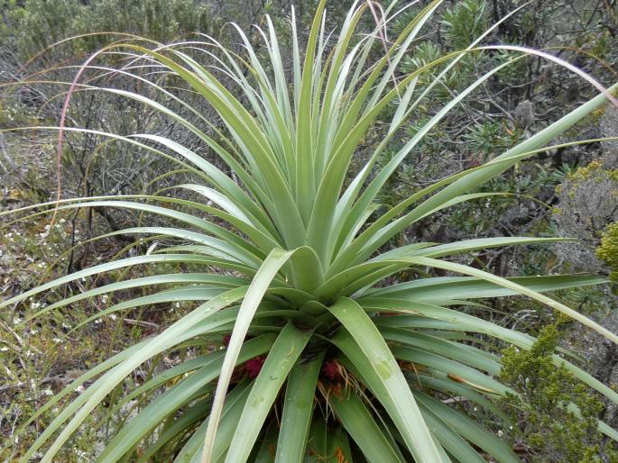 Dracophyllum pandanifolium