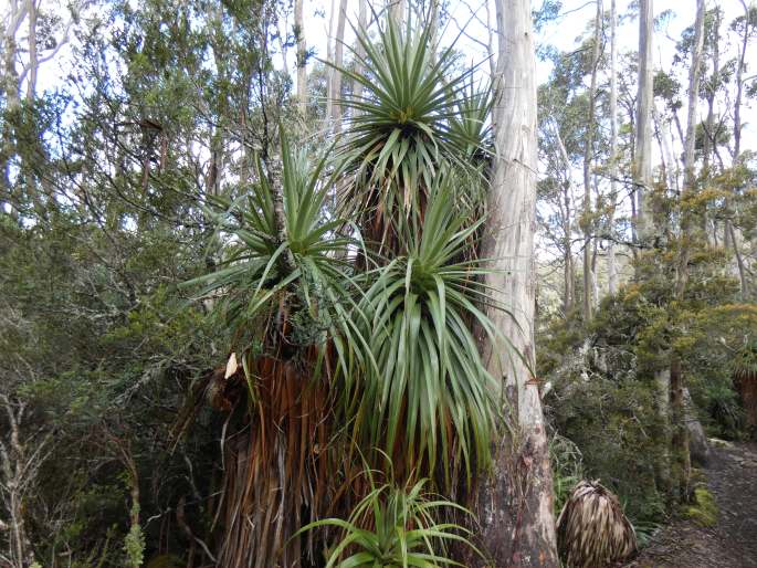 Dracophyllum pandanifolium