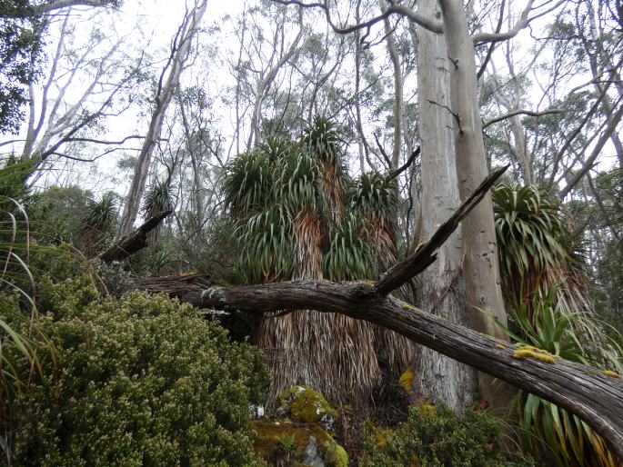 Dracophyllum pandanifolium