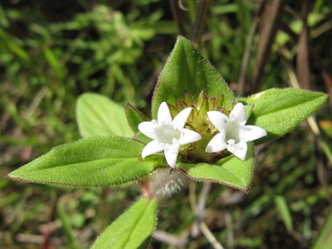 Richardia scabra